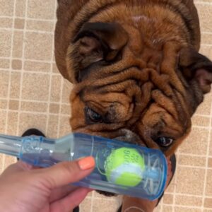 english bulldog chew bottle