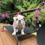 english bulldog summer bed