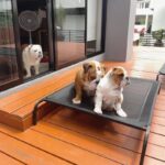 english bulldog summer bed