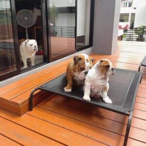 english bulldog summer bed