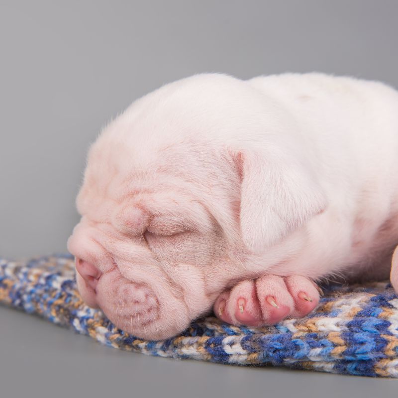 English Bulldog separation anxiety english bulldog shop