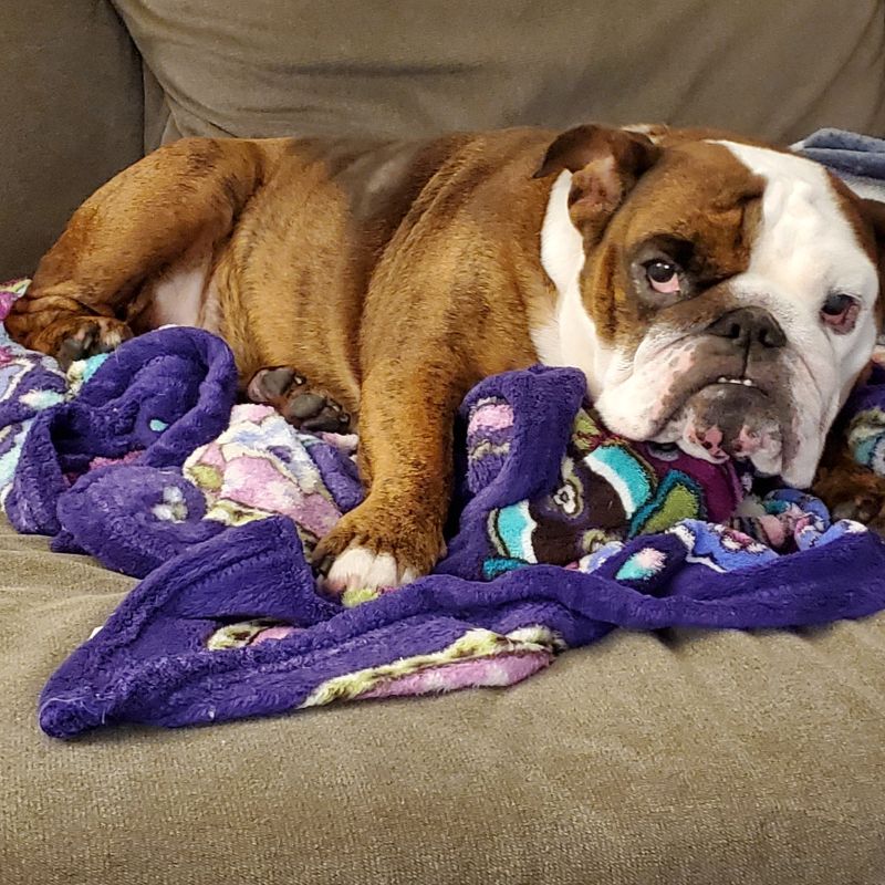 english bulldog separation anxiety english bulldog shop