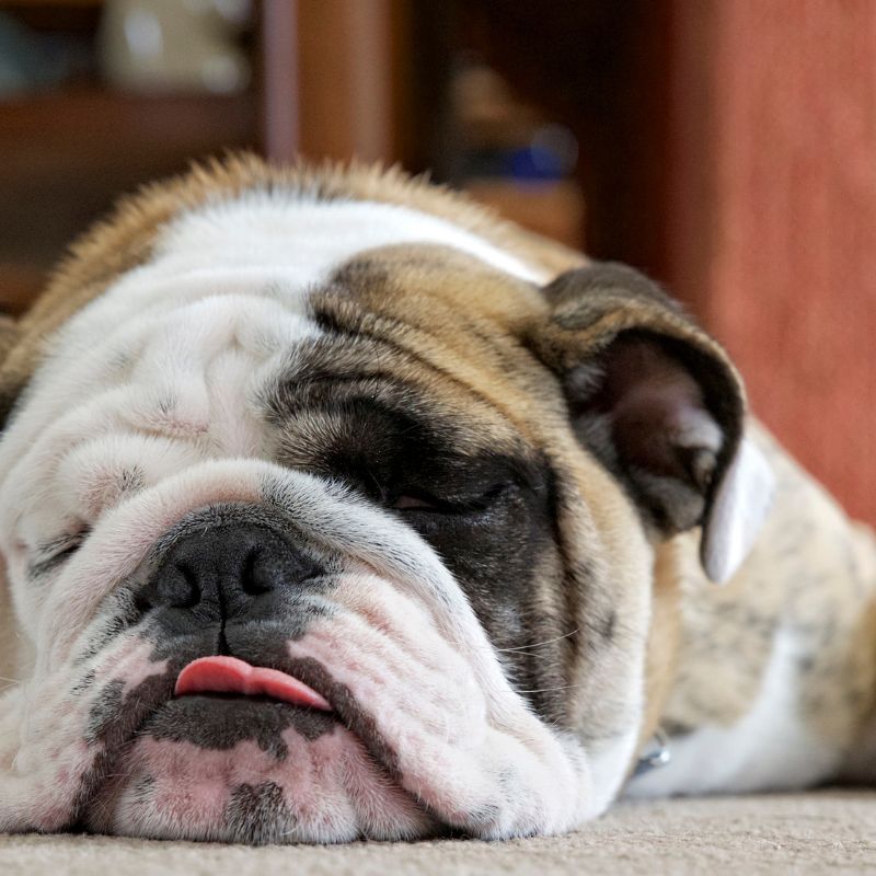 english bulldog separation anxiety english bulldog shop