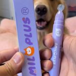 english bulldog paw roller