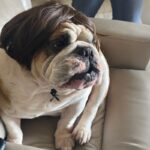 english bulldog halloween wig