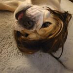 english bulldog halloween wig
