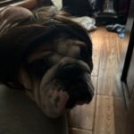 english bulldog halloween wig