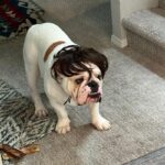 english bulldog halloween wig