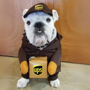 english bulldog mailman costume