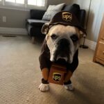 english bulldog mailman costume