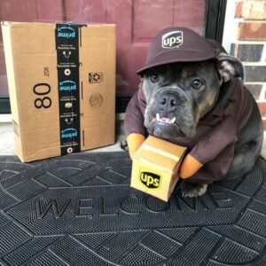english bulldog mailman costume