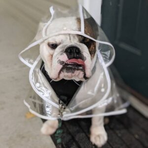 english bulldog transparent raincoat