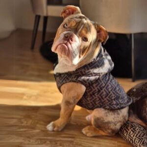 fendog english bulldog vest