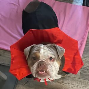 vampire bulldog costume