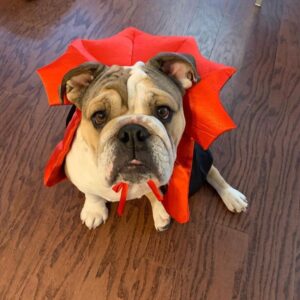 vampire bulldog costume