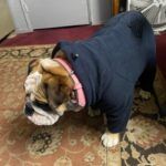 warmhug english bulldog jumpsuit