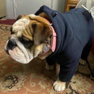warmhug english bulldog jumpsuit