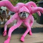 octopus english bulldog costume