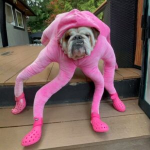 octopus english bulldog costume
