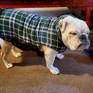 plaidpaw english bulldog vest