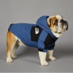 sporty english bulldog raincoat