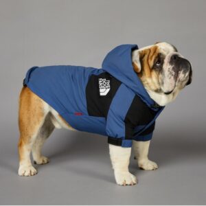 sporty english bulldog raincoat