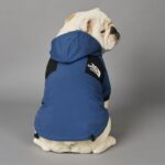 sporty english bulldog raincoat