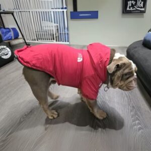 stormguard english bulldog raincoat