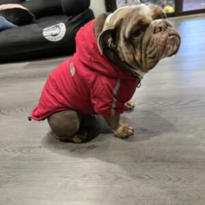 stormguard english bulldog raincoat