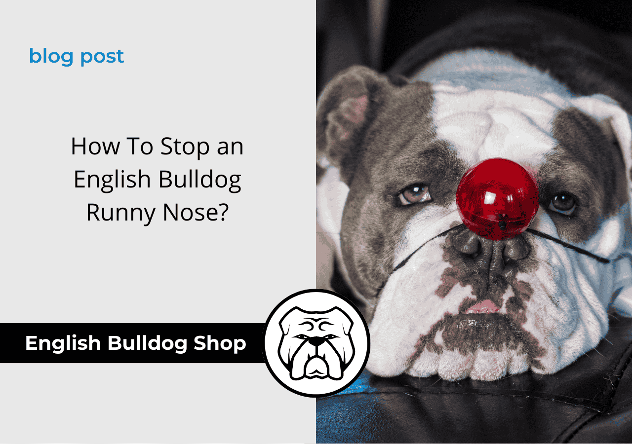 English Bulldog runny nose