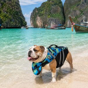 chinup english bulldog life vest limited edition