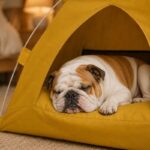 cozy english bulldog tent house