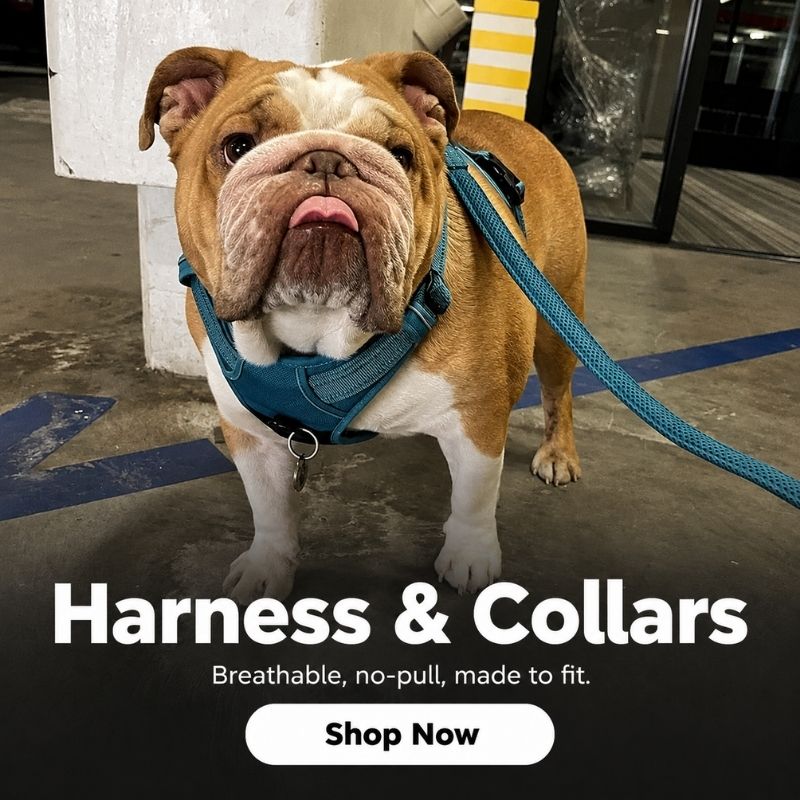 english-bulldog-shop-harness-collars-banner-novi harness and collars banner