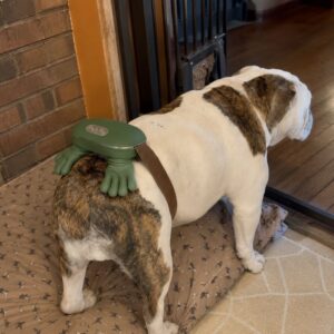 English Bulldog Calm Massager